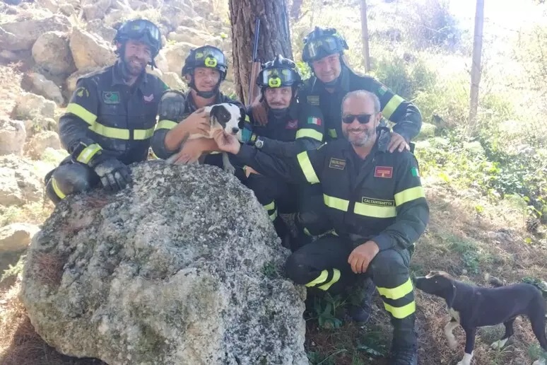 cane salvato dai pompieri