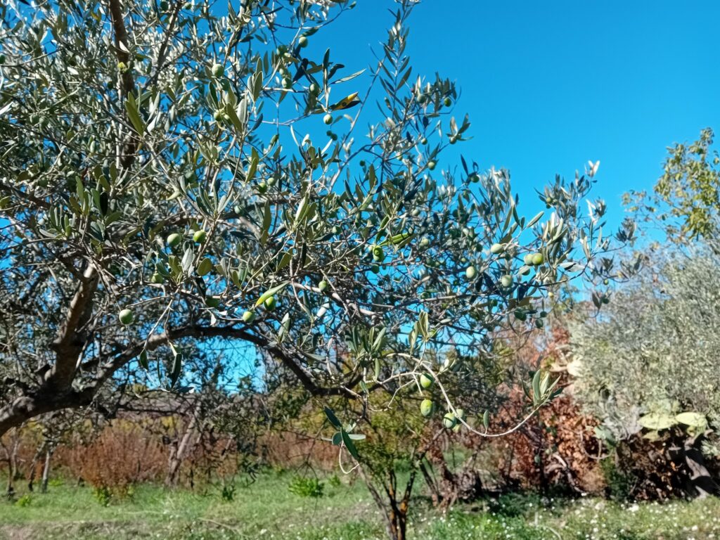 olive