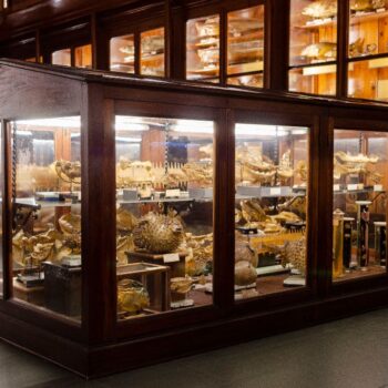 6. Museo di Zoologia Doderlein (1)