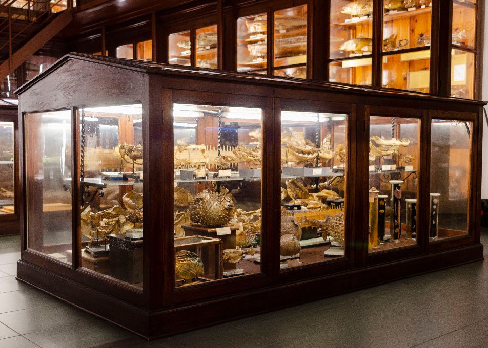 6. Museo di Zoologia Doderlein (1)