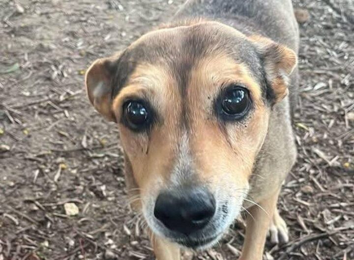cagnolina-timida