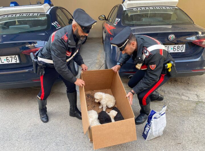 cuccioli abbandonati