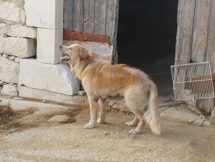 cane in catene